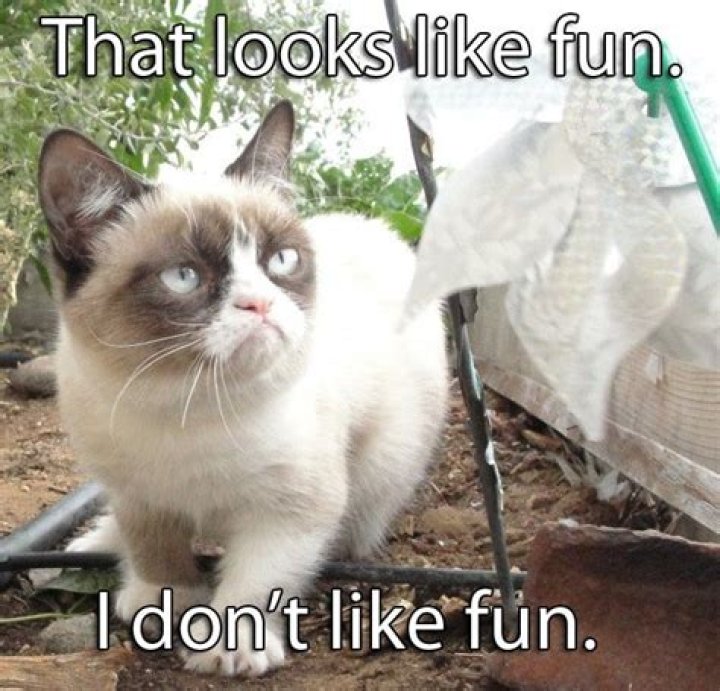 Grumpy animal in an Internet meme