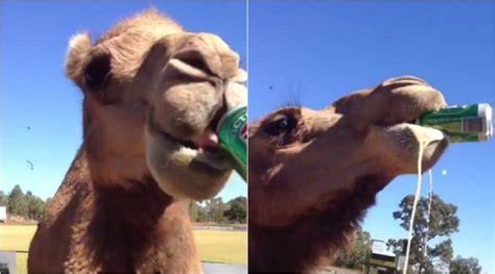 Gulps down as a beer
