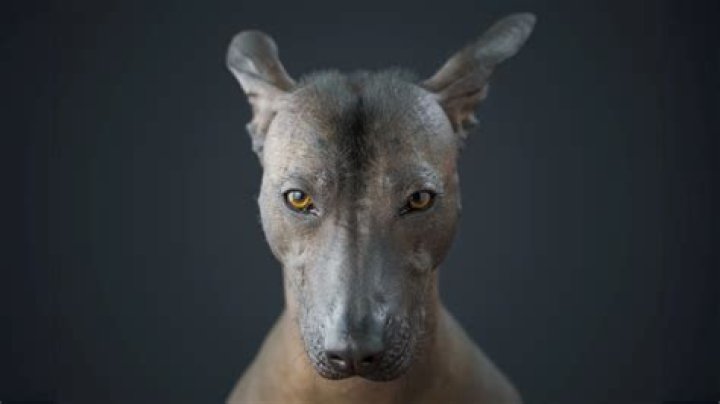 Hairless