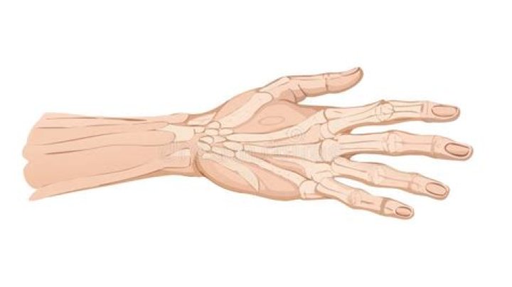 Hand's limb