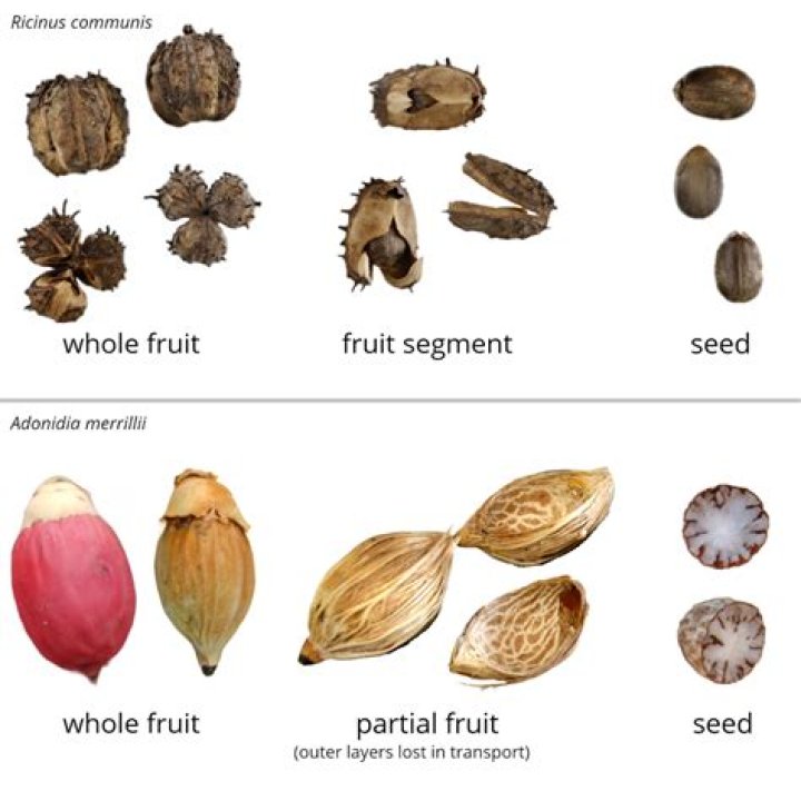 Hard seeds inside cherries and dates