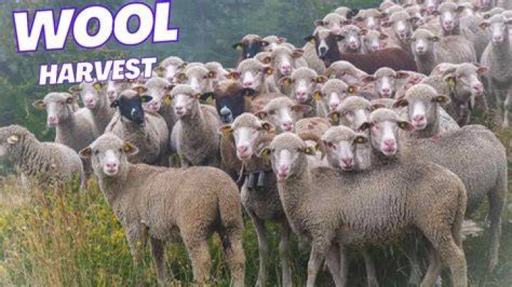 Harvest wool from