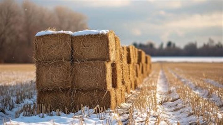 Hay bundles