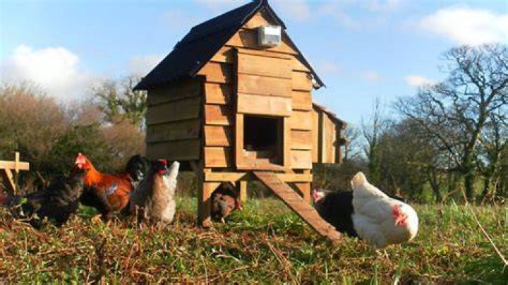 Hen home