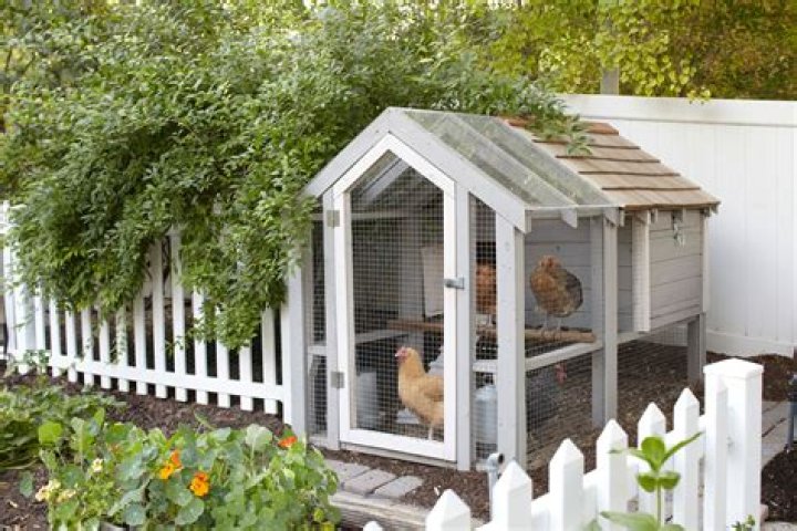 Henhouse