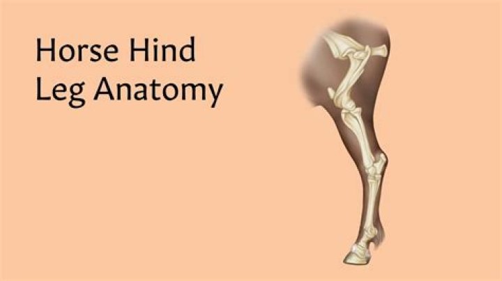 Hind end