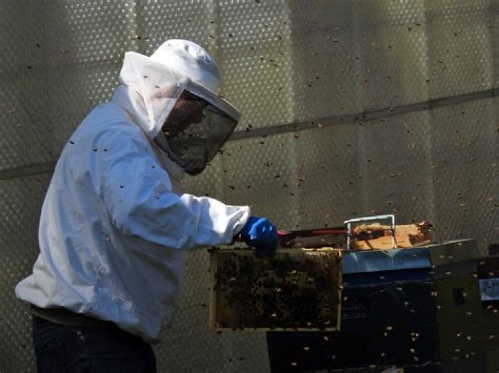 Hive worker