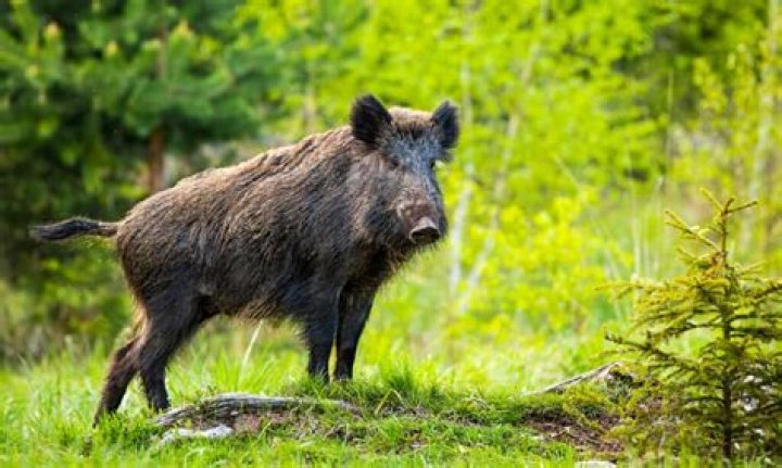 Hog