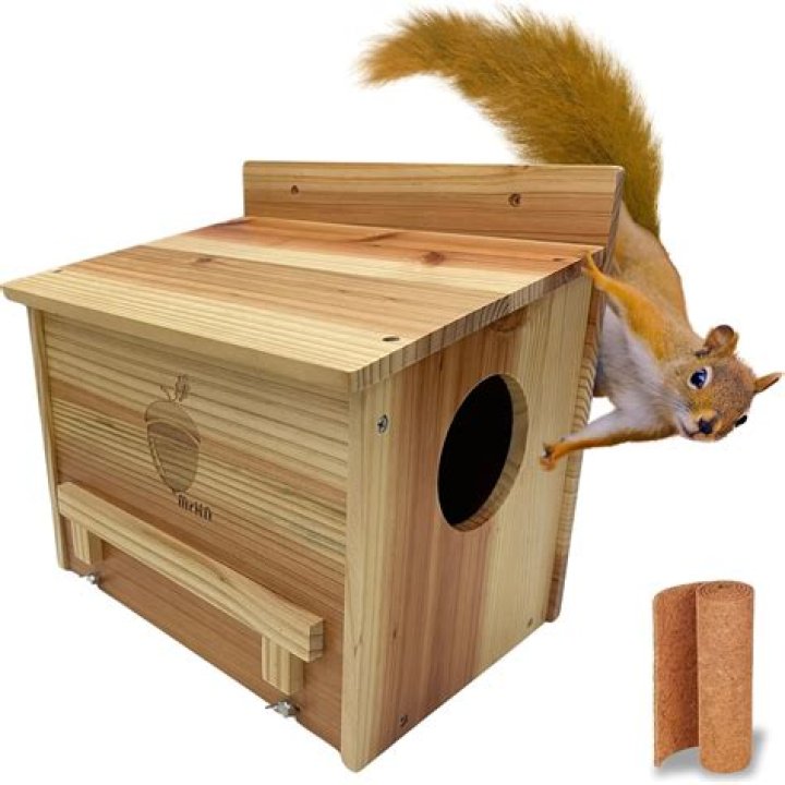 Home for a squirrel