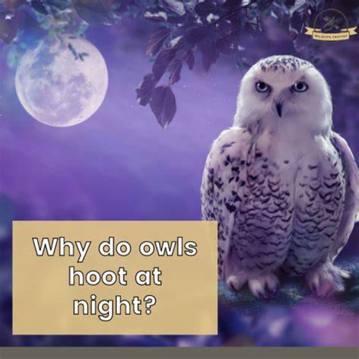 Hooting hunter in the night