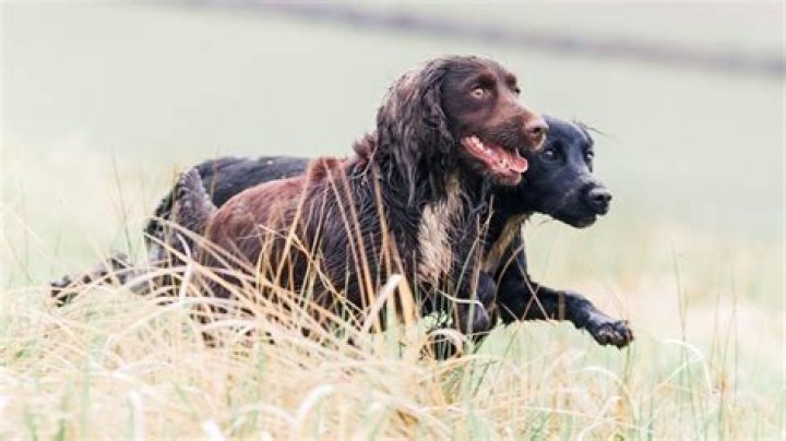 Hound or spaniel for example