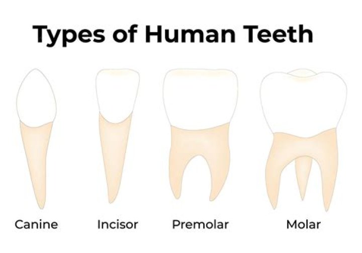 Incisor or molar e.g.