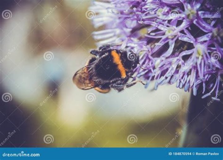 Industrious insect