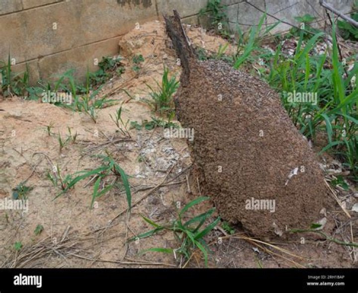 Insect in a hill