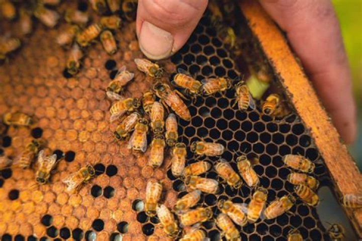 Insect in a hive