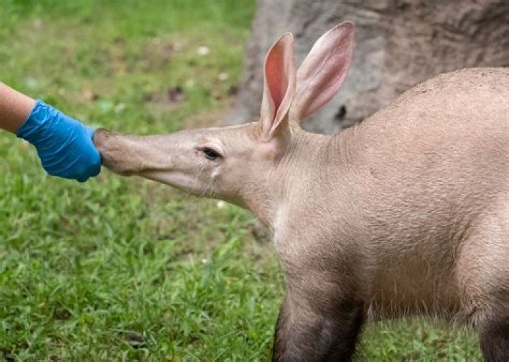 Insect that an aardvark eats