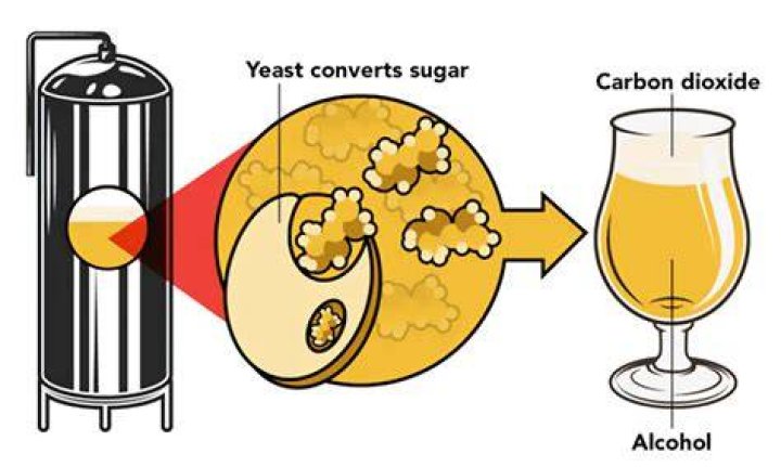 It makes beer ferment