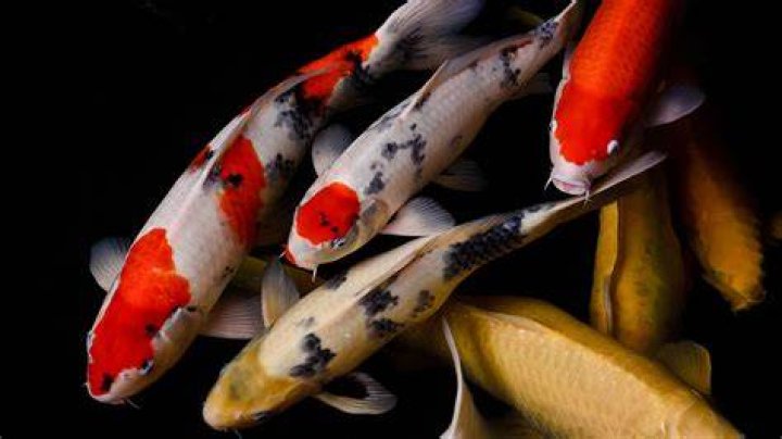 Japanese carp
