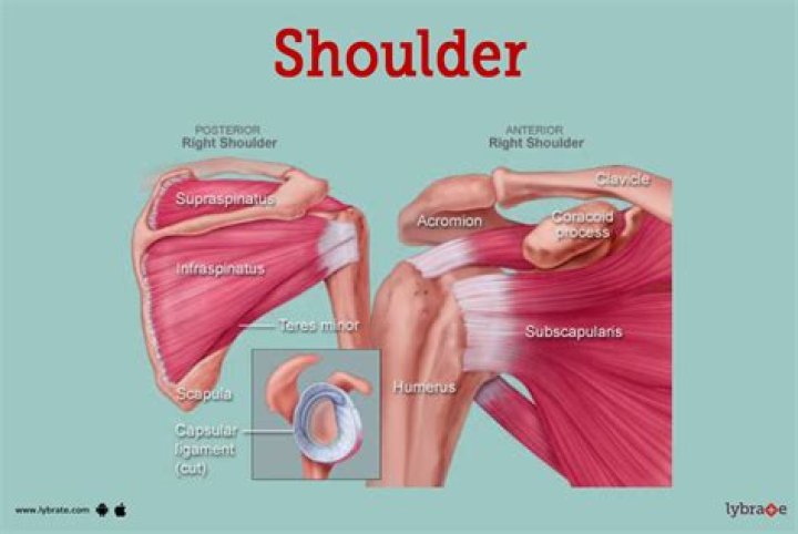 Joints below shoulders
