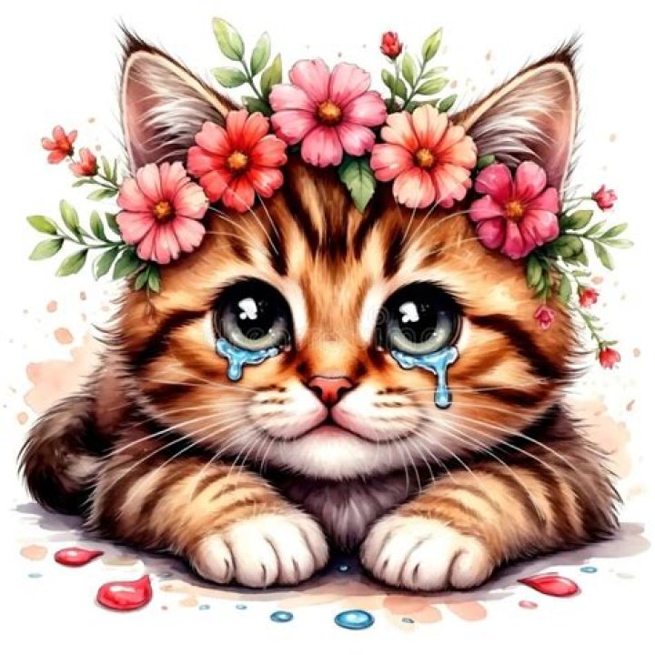 Kitten's soft cry