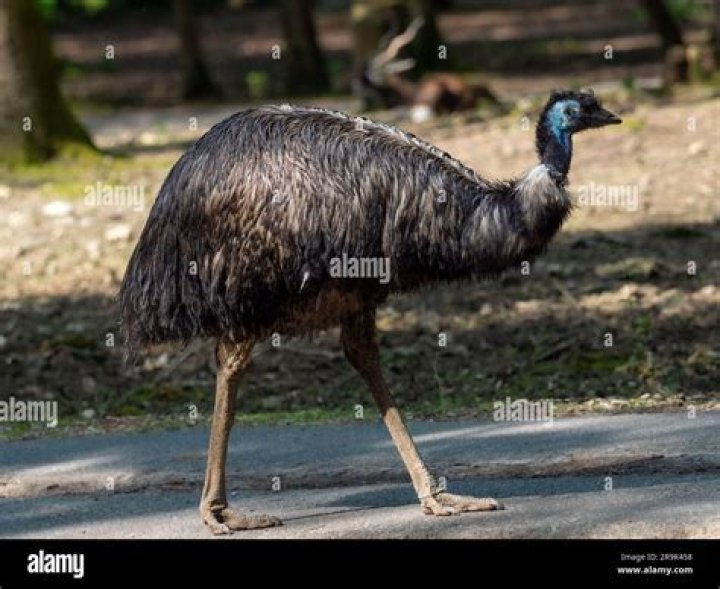 Large flightless bird