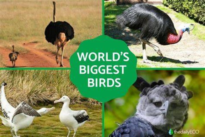 Largest bird on Earth