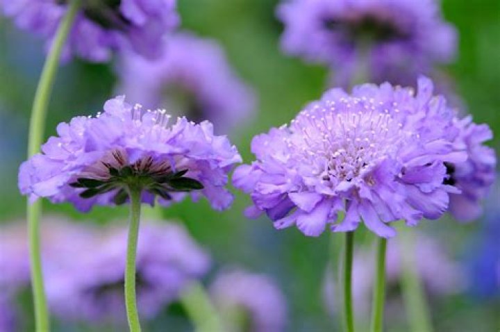 Light purple flower