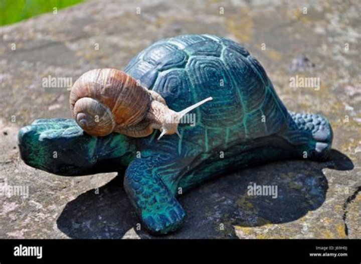 Like a snail or turtle