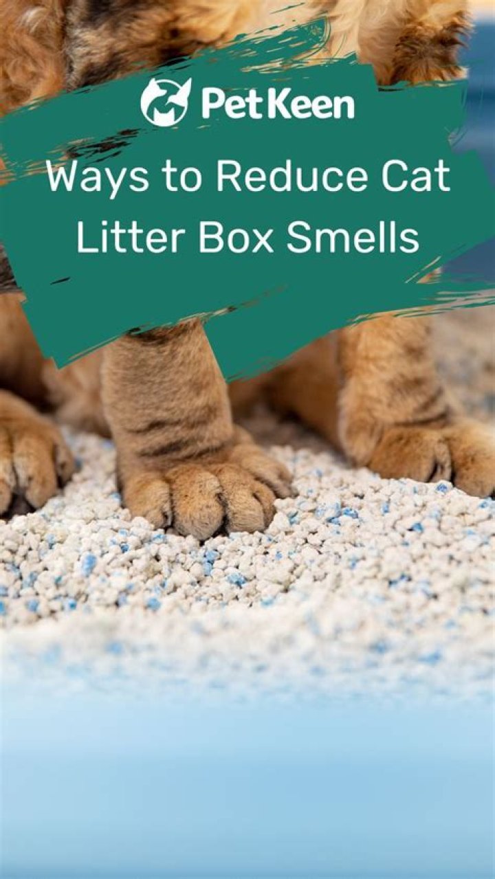Litter box smells