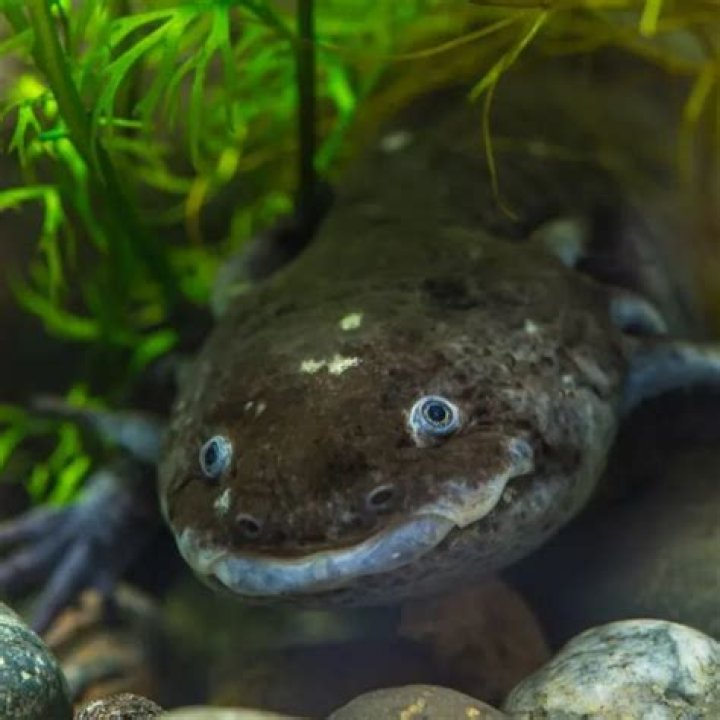 Little salamander