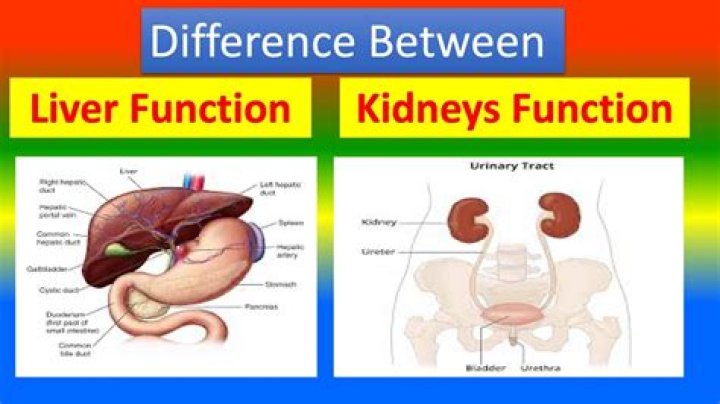 Liver or kidney for example