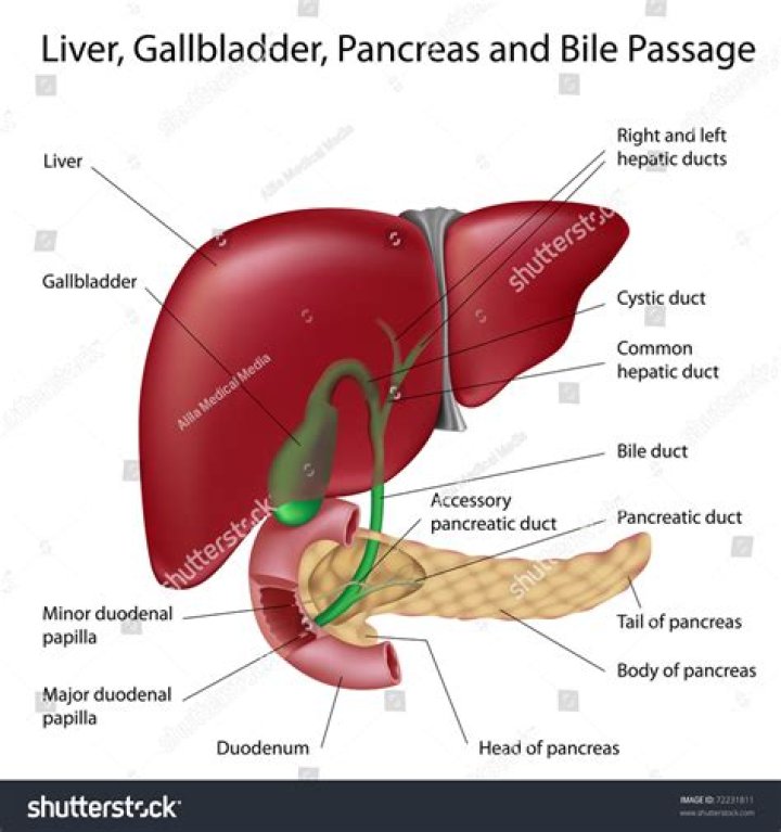 Liver or pancreas for example