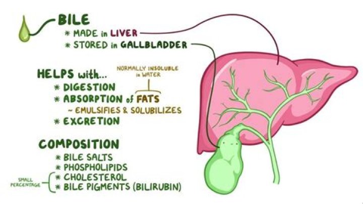 Liver secretion