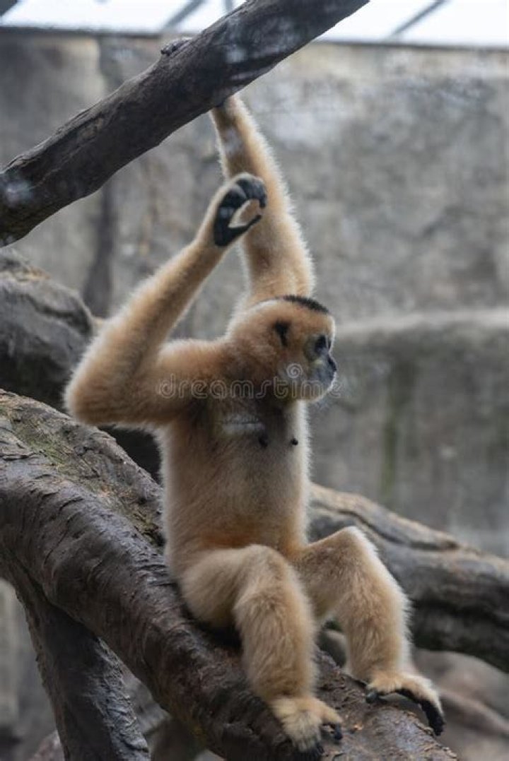 Long-armed primate