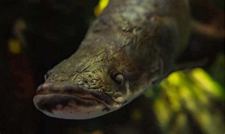 Long fish in the Amazon River