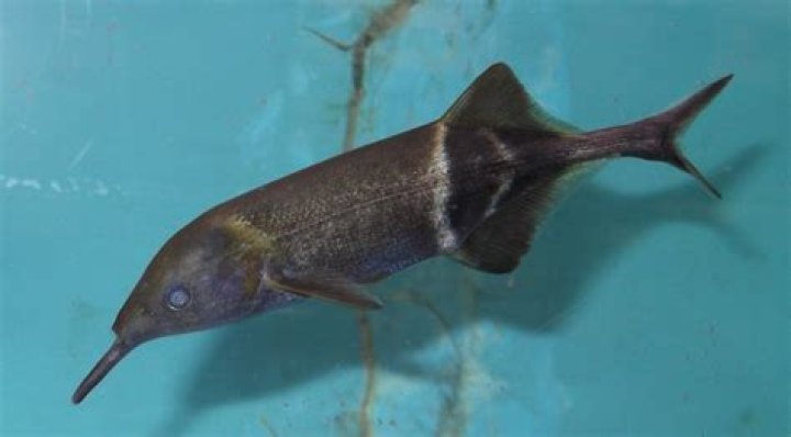Long-nosed fish