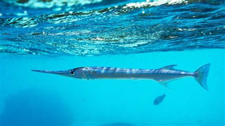 Long slim fish