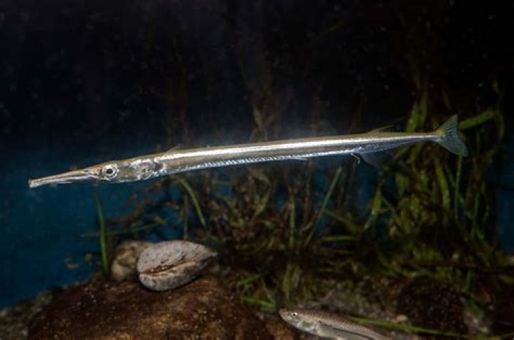 Long thin fish