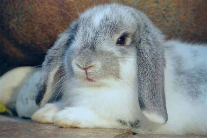 Lop-___ rabbit
