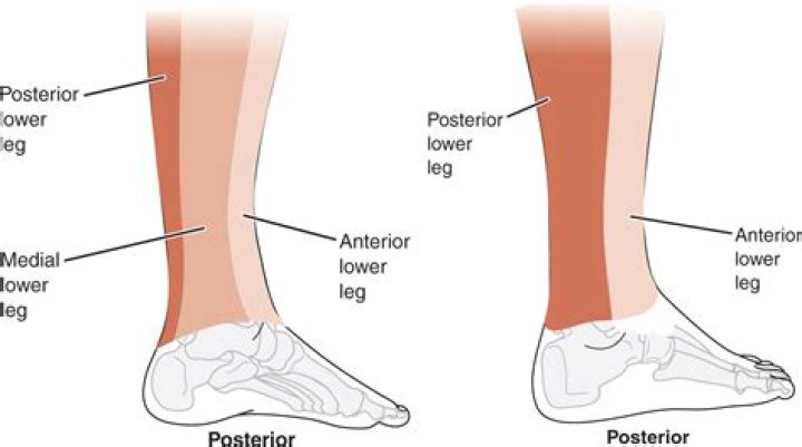 Lower leg area