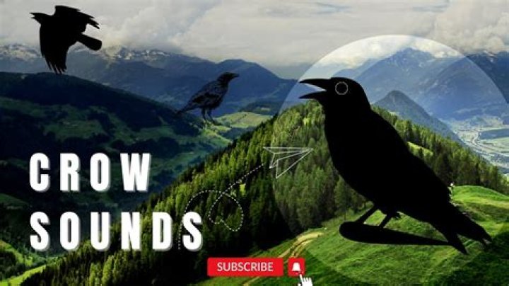 Made crow sounds