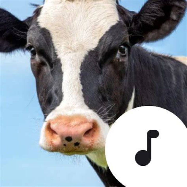 Make cow sounds
