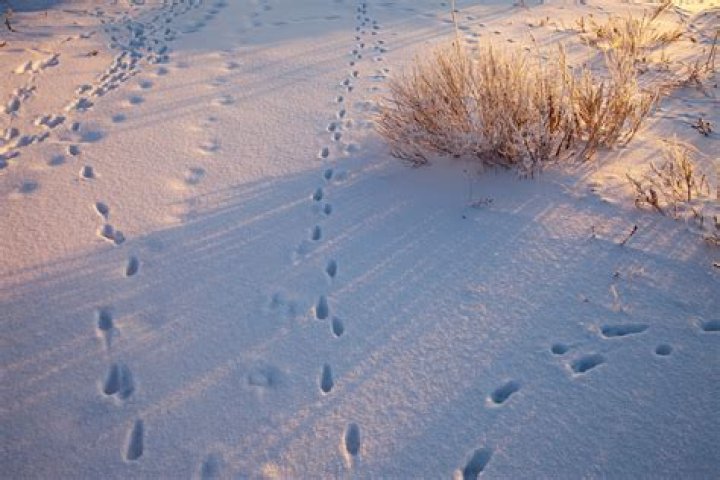 Make tracks on a snowy mountain