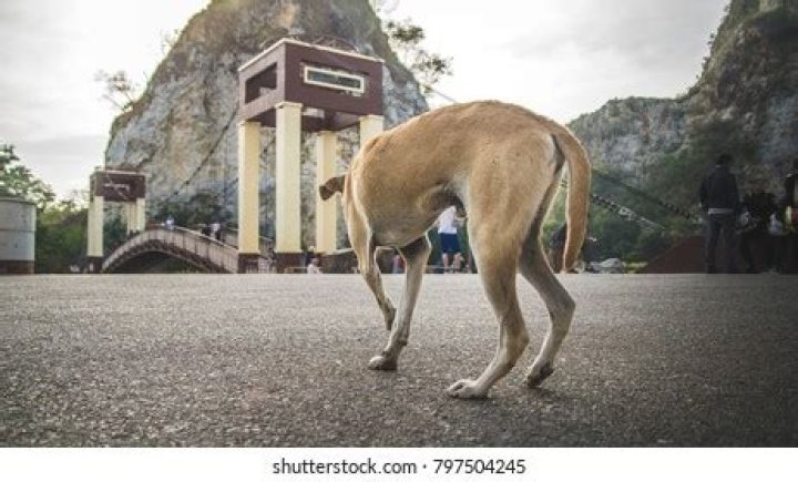 Mangy hound