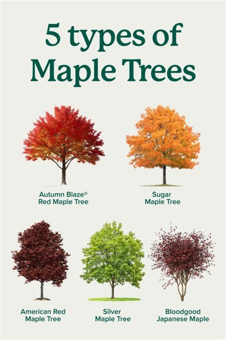 Maple or apple for example