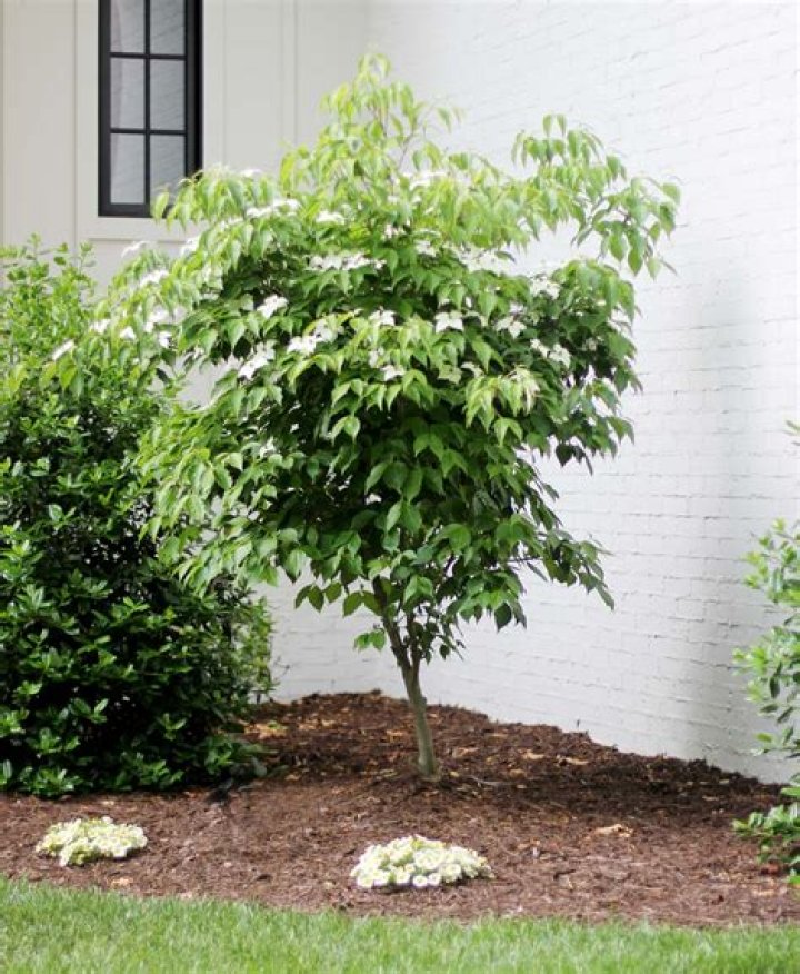 Maple or dogwood for example