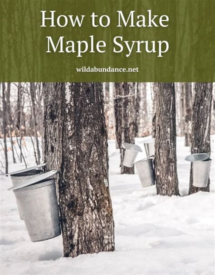 Maple syrup is made from it