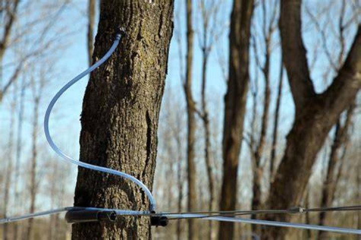 Maple tree extract