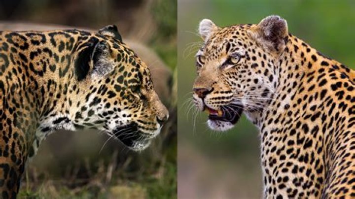 Mark on a giraffe or leopard