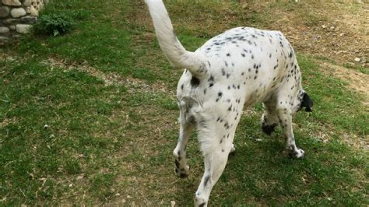 Marking on a Dalmatian
